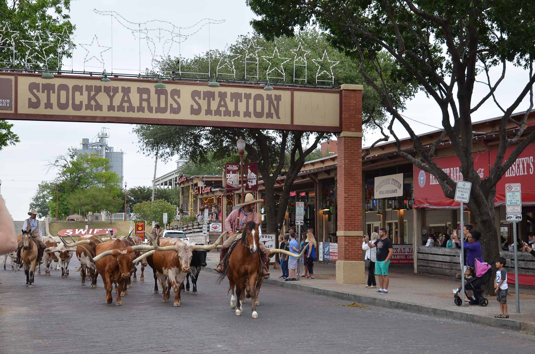 16: Longhorns…. Yeeee Haaaa! | Weary_Feet Treks the Globe